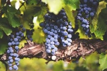 Tại sao rượu vang bịch chile  lại nổi tiếng thế giới